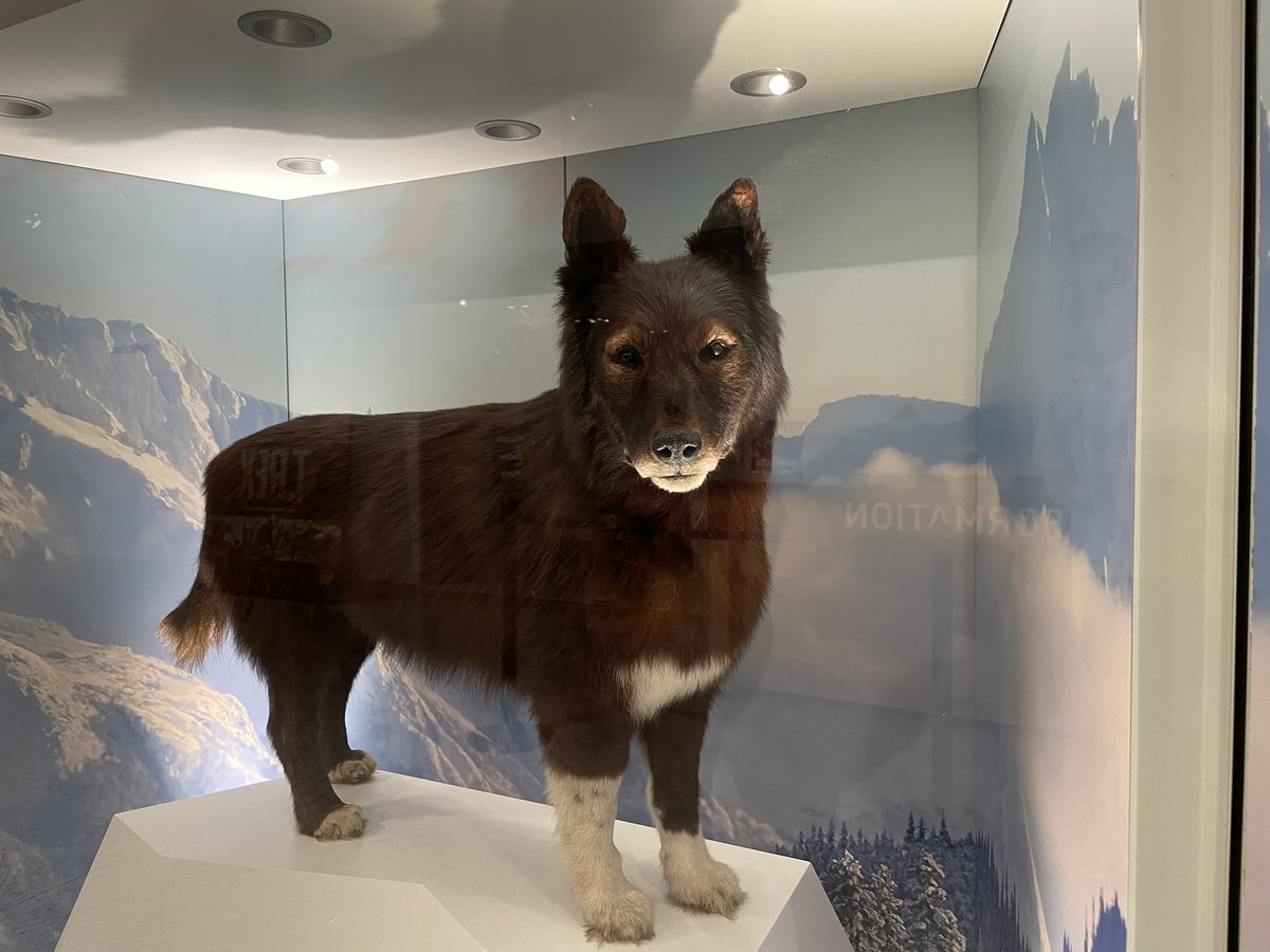 Sooty Wil tweet media