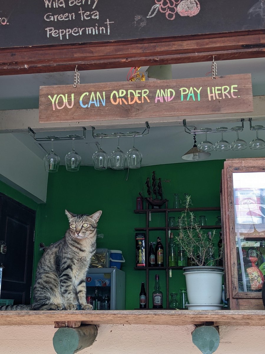 CatWorkers's tweet photo. 📸 nettlegirl https://t.co/EvGsdf1W2x