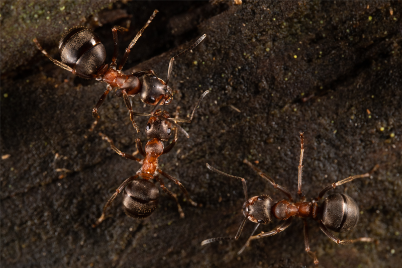 BioGenEurope's tweet photo. Kick off the week with a fresh #BGE case study!👇

The #WoodWideAnts project studies populations of the threatened wood #ant Formica paralugubris, a keystone forest species, including samples from native and introduced populations.🐜

Visit: https://t.co/rlwCMnX0es

@REA_research https://t.co/y0zDokGt68