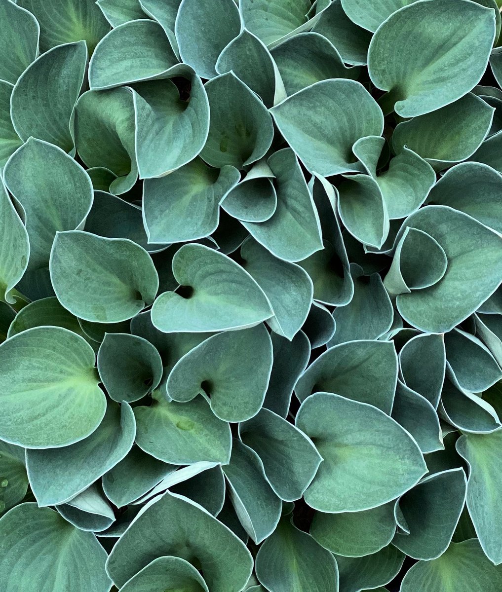 Sienna Hosta tweet media