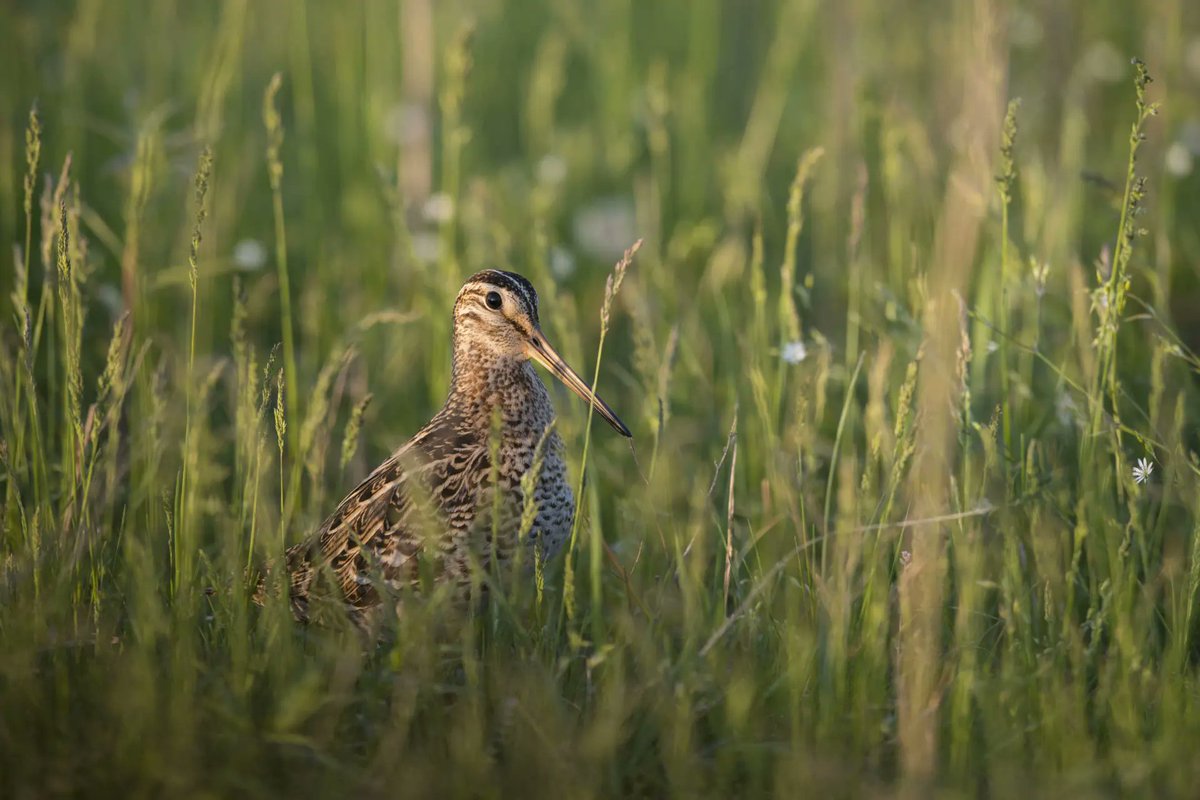 BirdLife Europe & Central Asia (@birdlifeeurope) on Twitter photo 🌿Huge win for nature in Poland!
Thanks to our Partner <a href="/OTOP_tweets/">OTOP_BirdLife Polska</a> , the Polish government has cancelled plans to build the Siarzewo Dam on the Vistula River. 💚
Read more about this historic victory: savepolesia.org/victory-for-vi…
📷: Daniel Rosengren 🌿Huge win for nature in Poland!
Thanks to our Partner <a href="/OTOP_tweets/">OTOP_BirdLife Polska</a> , the Polish government has cancelled plans to build the Siarzewo Dam on the Vistula River. 💚
Read more about this historic victory: savepolesia.org/victory-for-vi…
📷: Daniel Rosengren