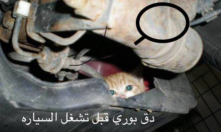 Mmilliooon's tweet photo. #صباح_الاشياء_المشرقه

👀👀👀👀👀👀👀 https://t.co/uMh7DwgQ8Q