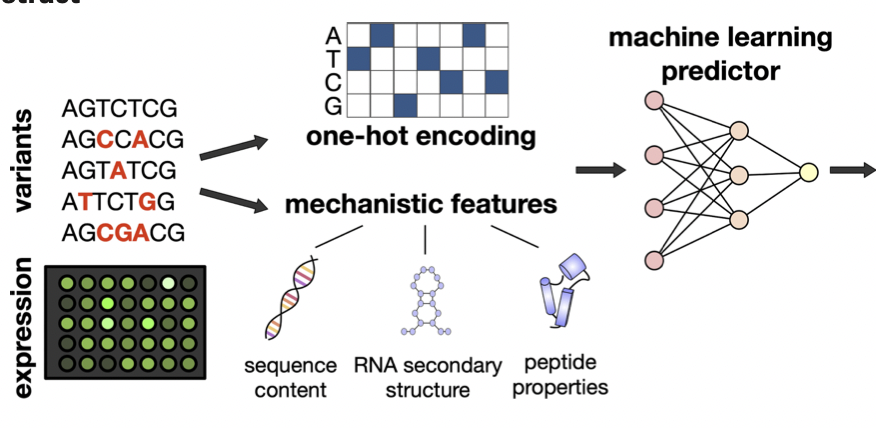 Diego OyarzĂșn (@doyarzunrod) on Twitter photo đąIn our new paper <a href="/NAR_Open/">Nucleic Acids Res</a> we take a fresh look at #ai and #machinelearning models of protein expression in #synbio
Take home:
In the age of ultra-large biological model and data, mechanisms still matter and can improve predictivity.
academic.oup.com/nar/article/53âŠ
<a href="/987Yuxinshen/">Yuxin Shen</a> đąIn our new paper <a href="/NAR_Open/">Nucleic Acids Res</a> we take a fresh look at #ai and #machinelearning models of protein expression in #synbio
Take home:
In the age of ultra-large biological model and data, mechanisms still matter and can improve predictivity.
academic.oup.com/nar/article/53âŠ
<a href="/987Yuxinshen/">Yuxin Shen</a>