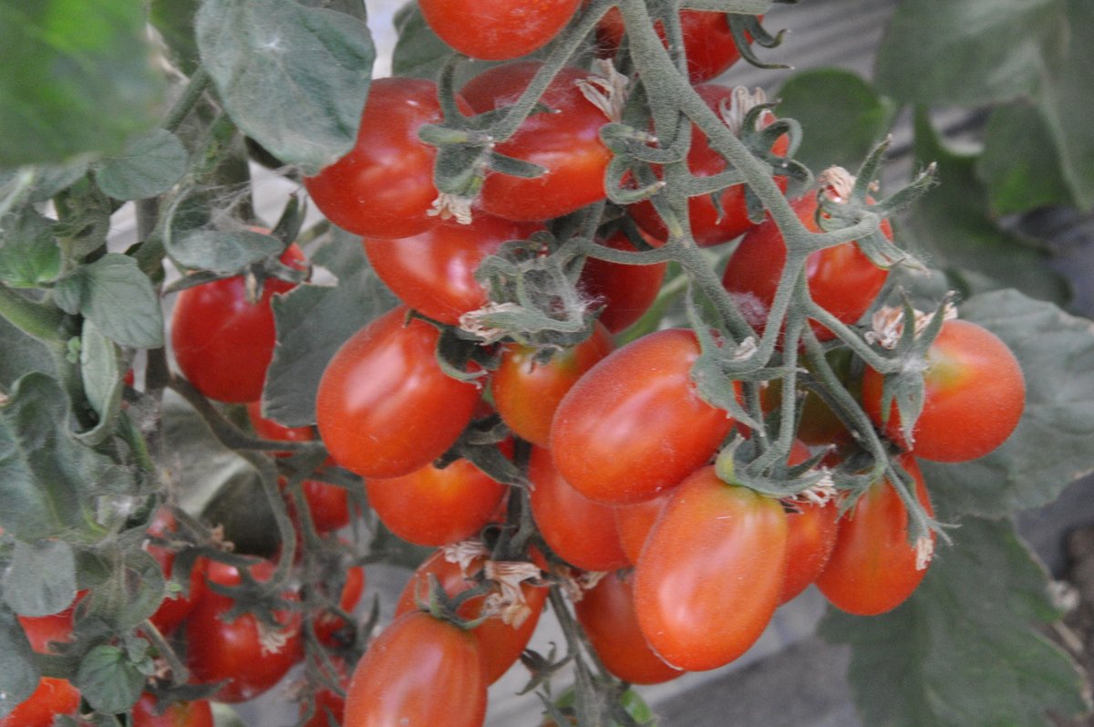 INTA Informa tweet media