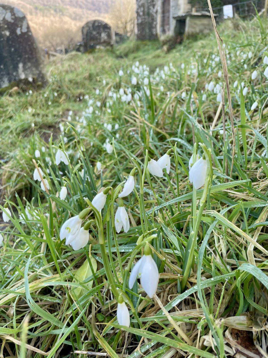 lwvbpt's tweet photo. Free display of snowdrops!
We’ll be revealing and releasing  more from the bracken at our clearing session 10.30-12.30 on 15 February. #ValentinesDay love  for St Mary’s ♥️✂️🌱🥀🌱✂️♥️

#monmouthshire #Tintern #TinternAbbey #snowdrops https://t.co/Ypq25vXAtc