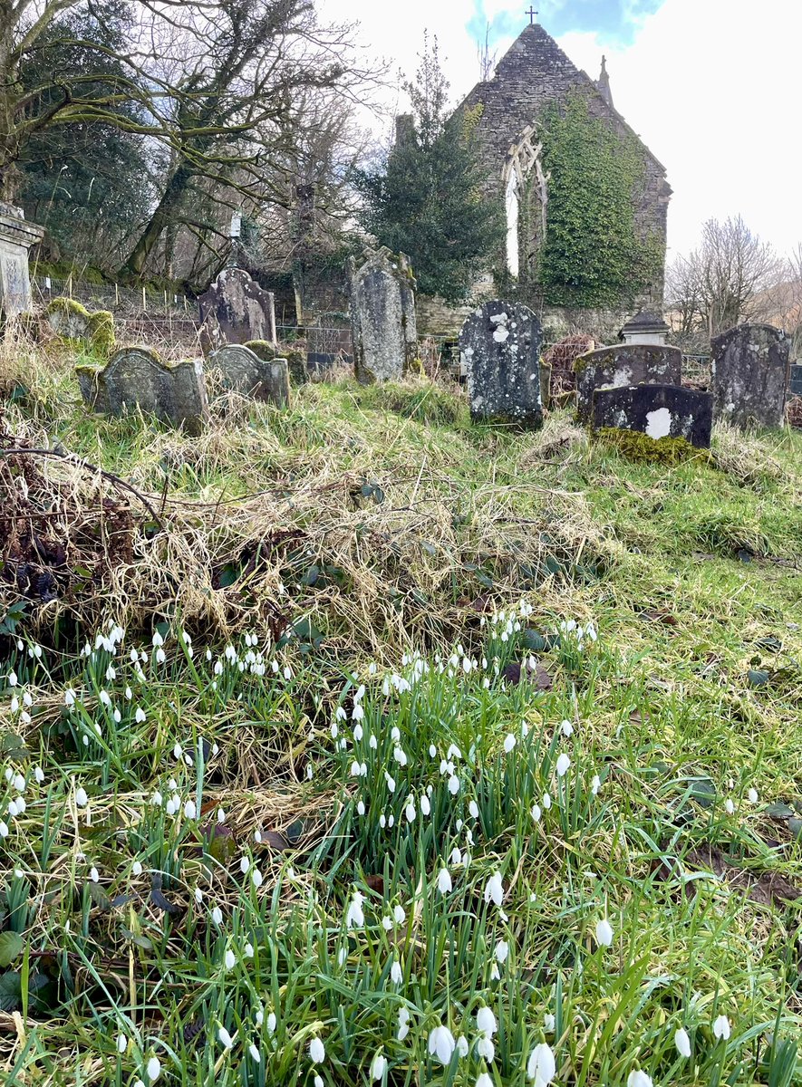 lwvbpt's tweet photo. Free display of snowdrops!
We’ll be revealing and releasing  more from the bracken at our clearing session 10.30-12.30 on 15 February. #ValentinesDay love  for St Mary’s ♥️✂️🌱🥀🌱✂️♥️

#monmouthshire #Tintern #TinternAbbey #snowdrops https://t.co/Ypq25vXAtc