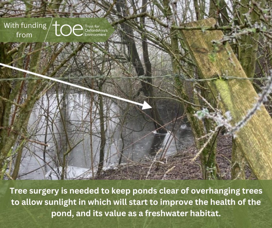 TOE is pleased to be funding the tree surgery needed for the copse pond, The Howe Trust, Wheatley. Key to maintaining the pond as a healthy aquatic wildlife habitat.   <a href="/GrundonRecycle/">Grundon</a> <a href="/TOE_oxon/">Trust for Oxfordshire's Environment</a> #AquaticHabitat #WildlifeConservation #Wheatley #NaturePreservation