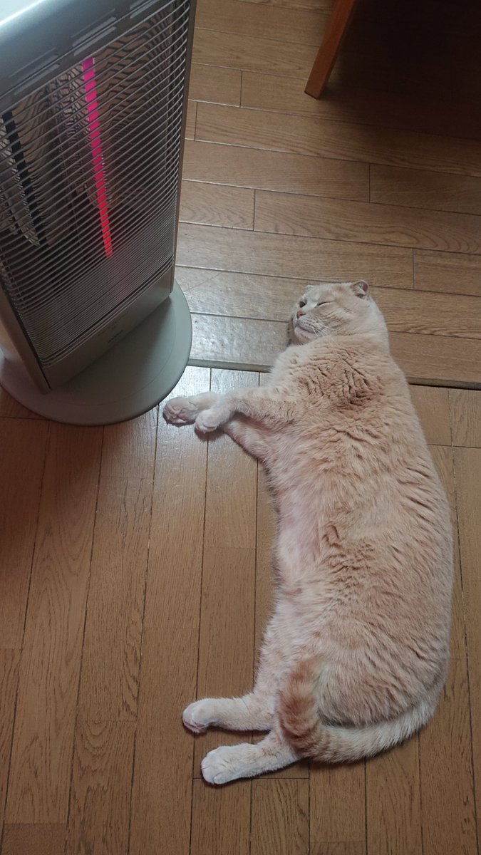 reoreoreo2000's tweet photo. 7キロ。
可愛いくて仕方ないです。
#猫 #スコティッシュフォールド https://t.co/o0vK3SMdh5
