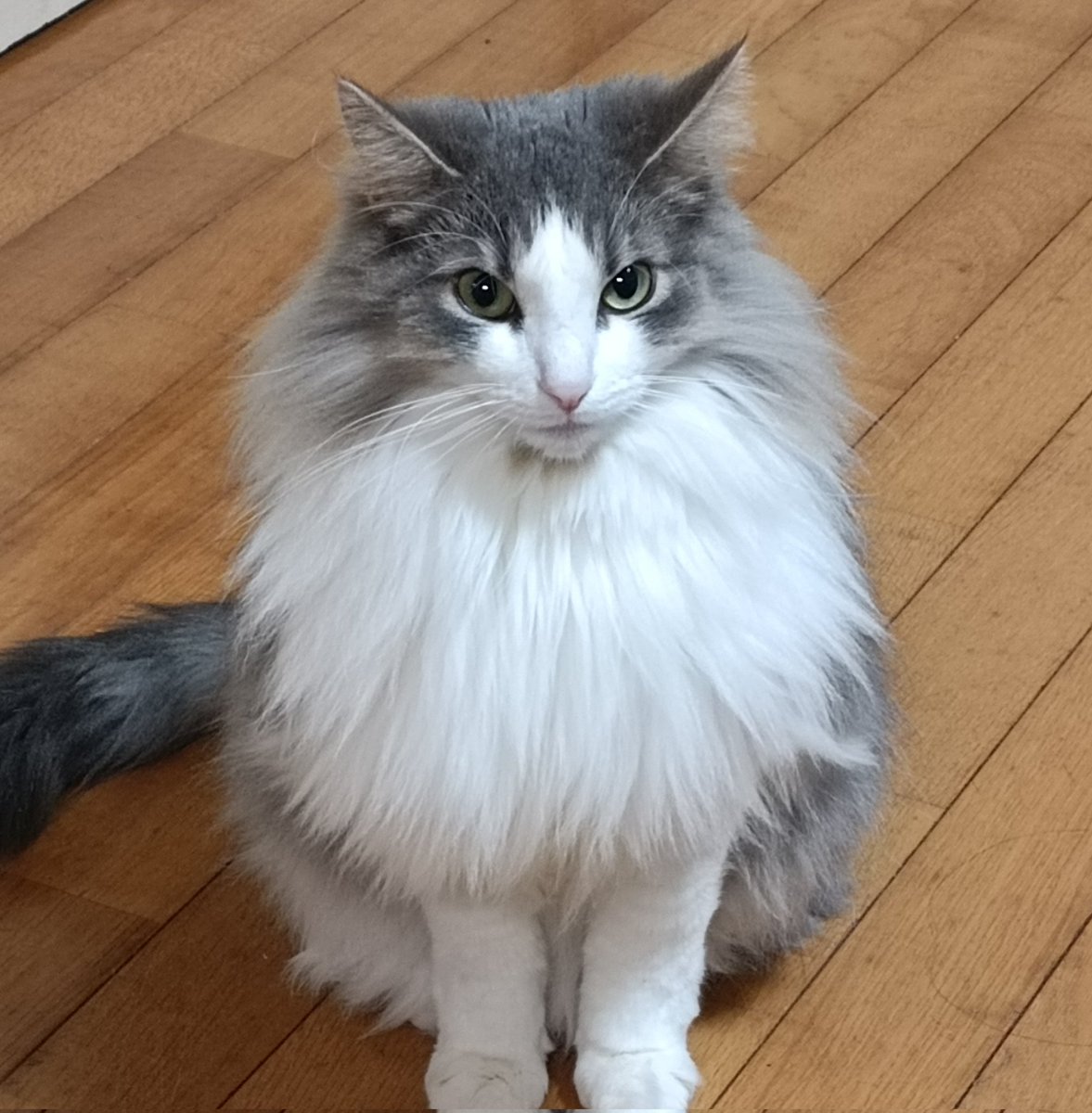 busamenroad's tweet photo. ライムは誰にも負けない正三角形完璧なハチワレ🤟
#ノルウェージャンフォレストキャット https://t.co/yJf4ChP1f4