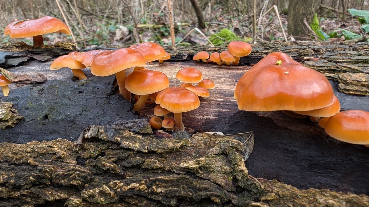 jonnycaribouthe's tweet photo. Velvet shank fungi glistening in the gloom of winter. https://t.co/c4g0Ke5Eqs