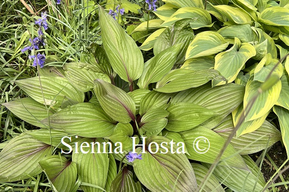 Sienna Hosta tweet media