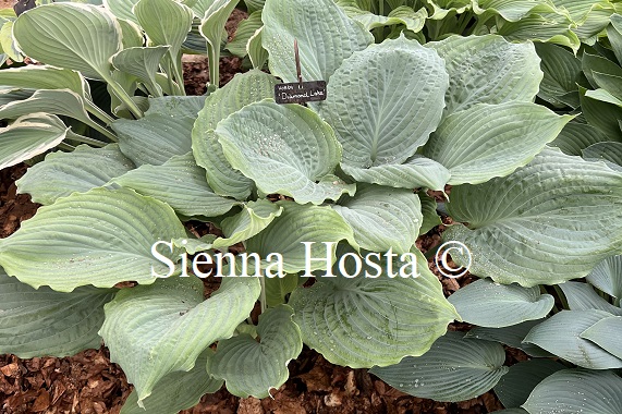 Sienna Hosta tweet media