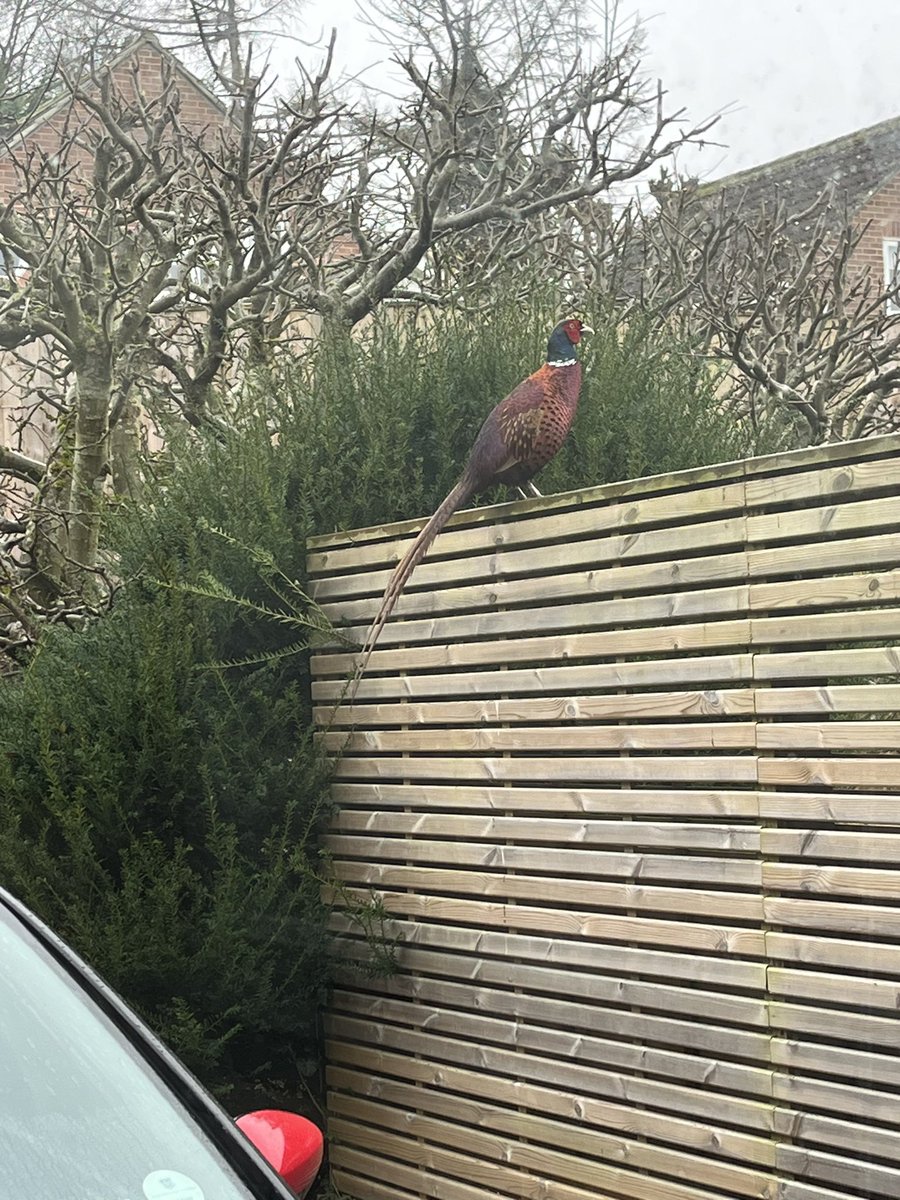 Laura Lerwill tweet media