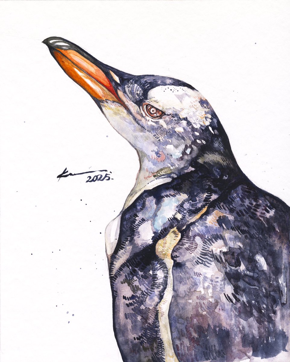 「水彩ドローイングジェンツーペンギンを描きました! 」|Keso Artのイラスト