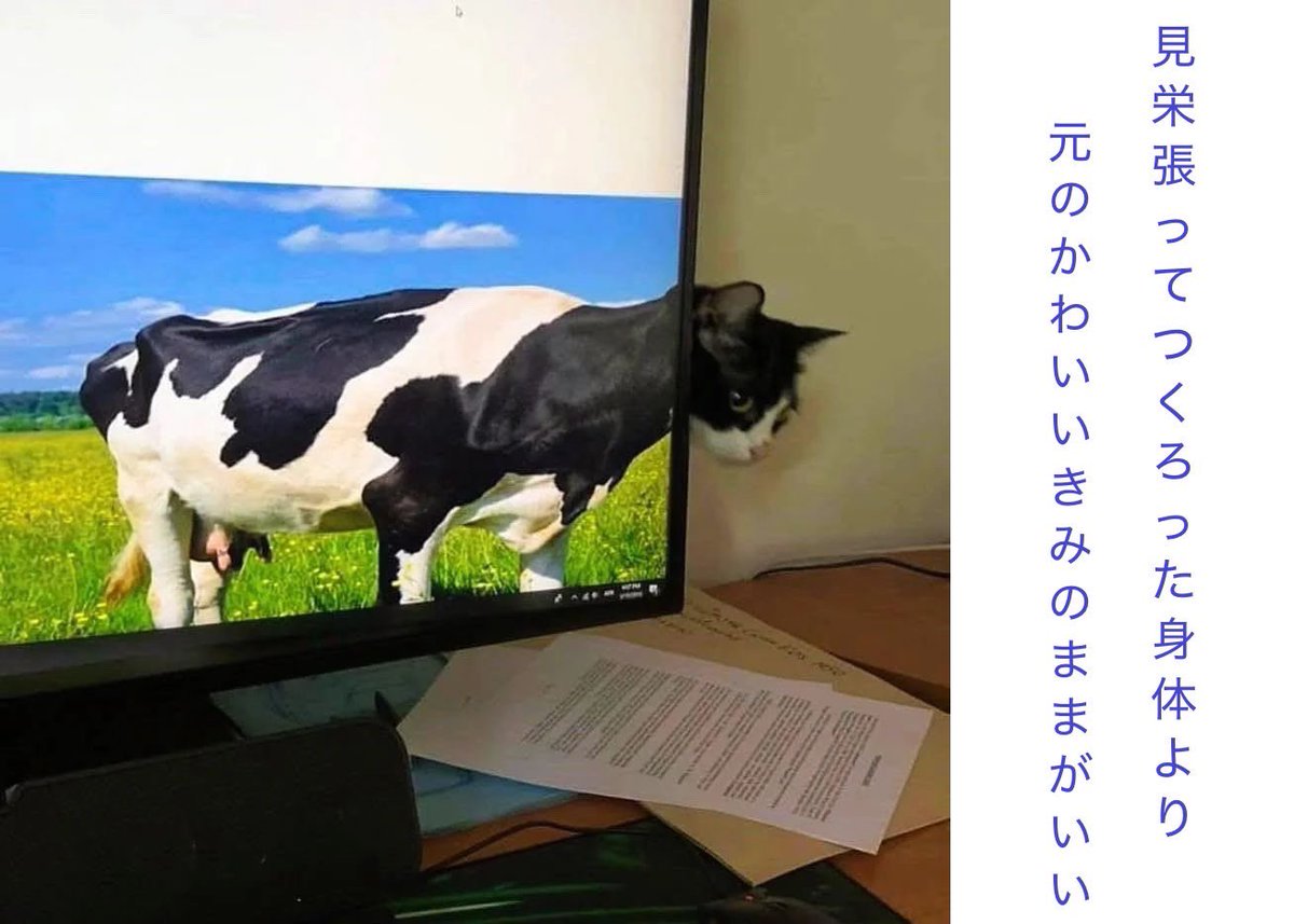 KryuYumio's tweet photo. 見栄張ってつくろった身体より元のかわいいきみのままがいい

#短歌 
#猫短歌 
#catpoem 
#cats https://t.co/DxVh0vjR2k