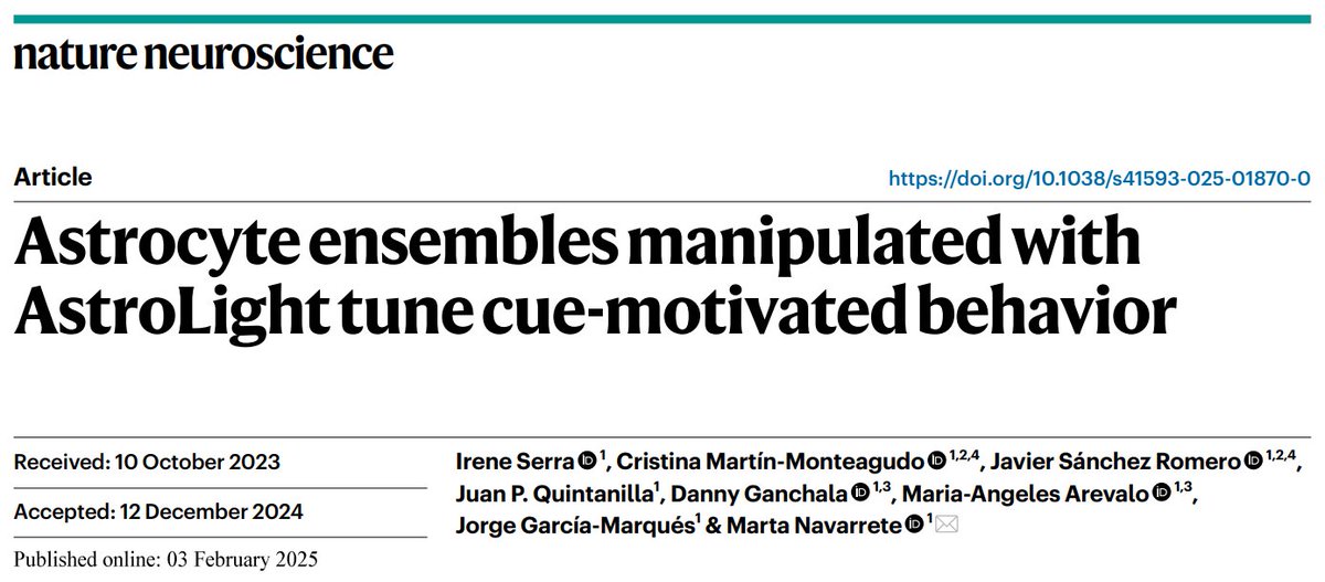 Marta Navarrete Llinás (@llinas_marta) on Twitter photo We keep celebrating! Our latest publication in <a href="/NatureNeuro/">Nature Neuroscience</a> is finally out! Using our new tool AstroLight we demonstrate that a specific group of #astrocytes —an astrocyte ensemble— in the nucleus accumbens regulates cue-motivated behavior. Check it out!✨rdcu.be/d8qJi We keep celebrating! Our latest publication in <a href="/NatureNeuro/">Nature Neuroscience</a> is finally out! Using our new tool AstroLight we demonstrate that a specific group of #astrocytes —an astrocyte ensemble— in the nucleus accumbens regulates cue-motivated behavior. Check it out!✨rdcu.be/d8qJi
