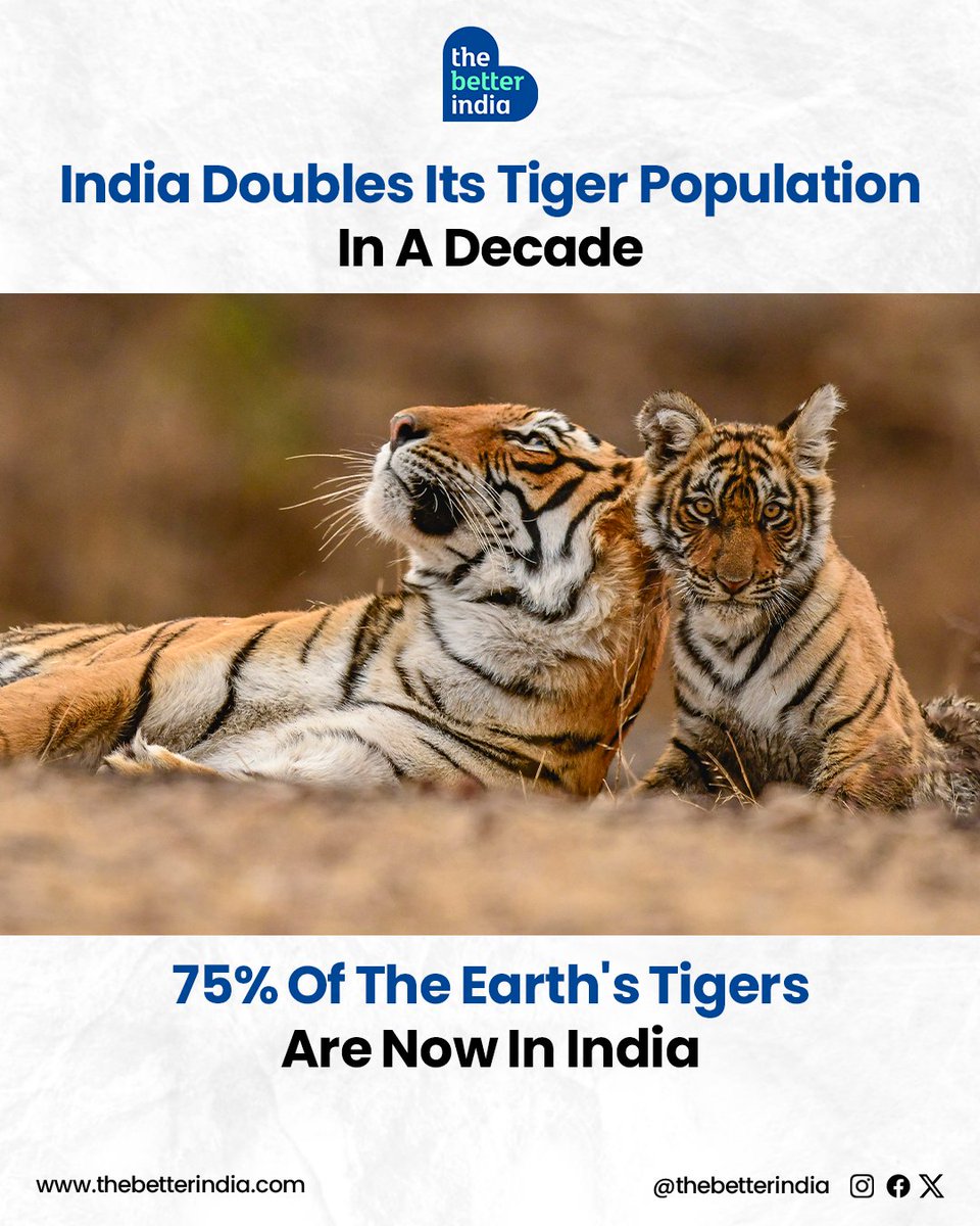 thebetterindia's tweet photo. In a remarkable conservation success, India has doubled its tiger population in just over a decade, now hosting approximately 3,682 tigers—about 75% of the world's tiger population.

#TigerConservation #India #WildlifeSuccess #Ecotourism #TigerPopulation https://t.co/IoEghuW68m