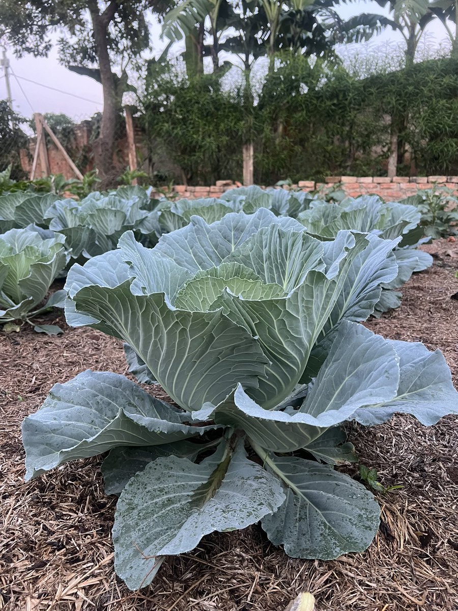HungaCentre's tweet photo. Transform your home garden into a source of food because that can be a game changer: 
Embrace #GoodNutrition and say bye to poverty:
Your small piece of land can give you so much if put in good use: #SustainableLiving  #FoodSecurity @IFAD @AGRA_Africa @MinistryofAgric https://t.co/PpAB1r2gZW