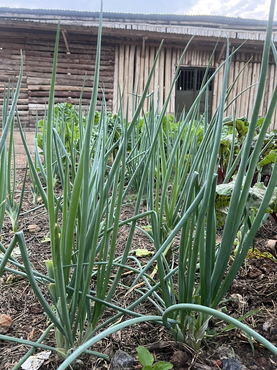 HungaCentre's tweet photo. Transform your home garden into a source of food because that can be a game changer: 
Embrace #GoodNutrition and say bye to poverty:
Your small piece of land can give you so much if put in good use: #SustainableLiving  #FoodSecurity @IFAD @AGRA_Africa @MinistryofAgric https://t.co/PpAB1r2gZW