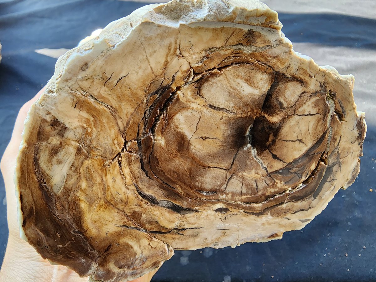 SrlGemstone's tweet photo. Petrified Wood 
#FossilFriday #fossil #petrifiedwood #petwood #paleontology #wood #stonewood #opal #geology #rocks https://t.co/jPvkbw1ebz