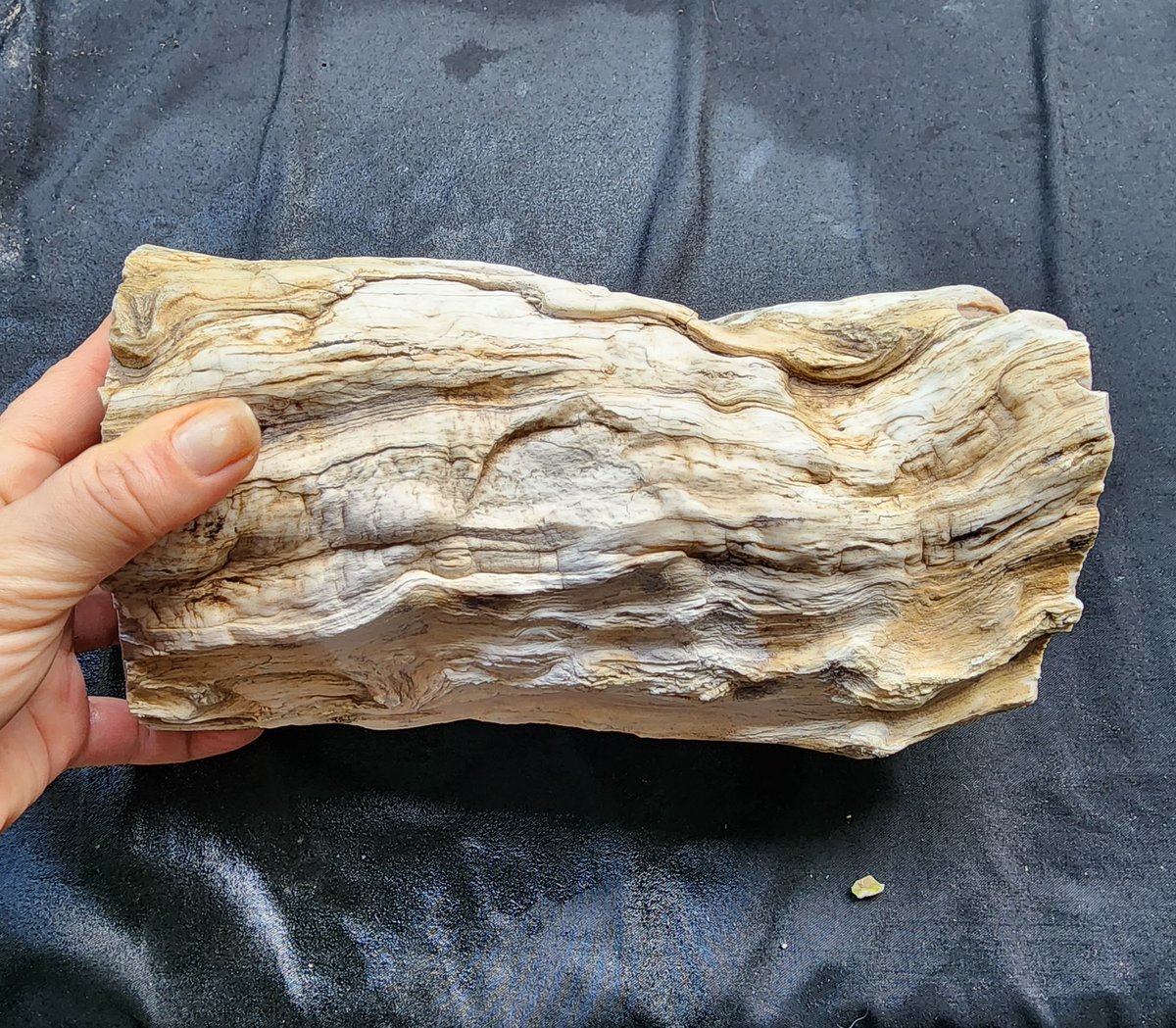 SrlGemstone's tweet photo. Petrified Wood 
#FossilFriday #fossil #petrifiedwood #petwood #paleontology #wood #stonewood #opal #geology #rocks https://t.co/jPvkbw1ebz