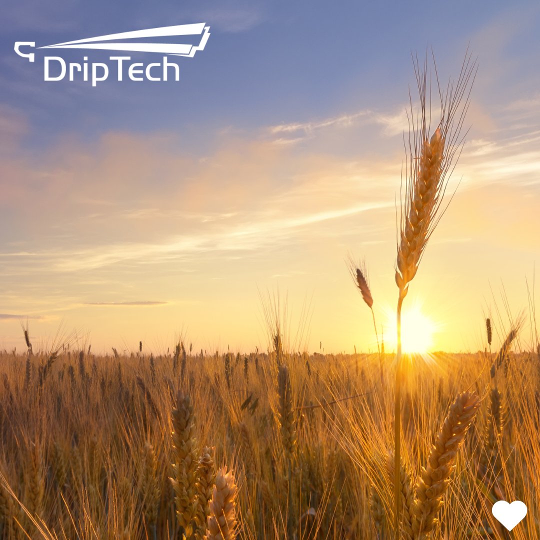 DriptechI's tweet image. Love grows with care, just like your crops.  

This Valentine’s, invest in irrigation systems that show your farm some love!  

Share a picture of your farm and stand a chance to win 2 vouchers at one of the coffee shops located within DripTech Branches 

#ValentinesDay #Crops