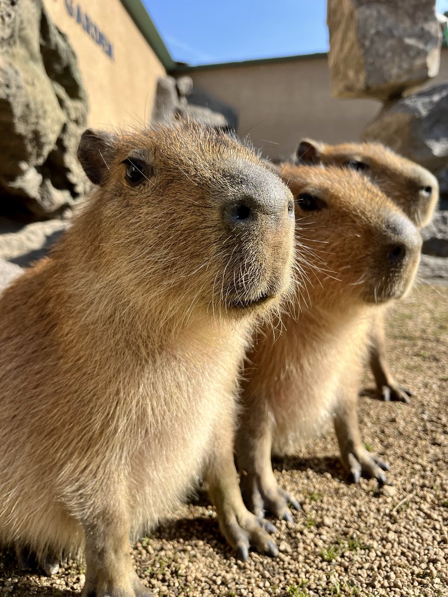 HcpSafari's tweet image. カピバラの三つ子あかちゃん仲良く並んで日向ぼっこ中〜🎶

#姫セン　#カピバラ　#あかちゃん