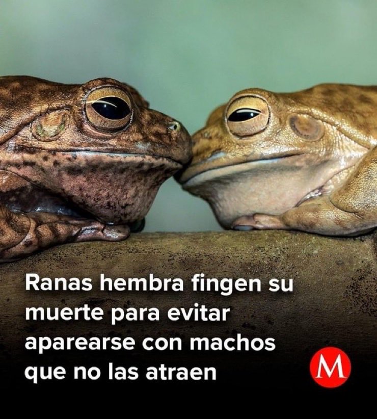 ymuchosmemes's tweet photo. Ghosting de ranas, Frogsting 🤣 https://t.co/VFHzQ4l6vS