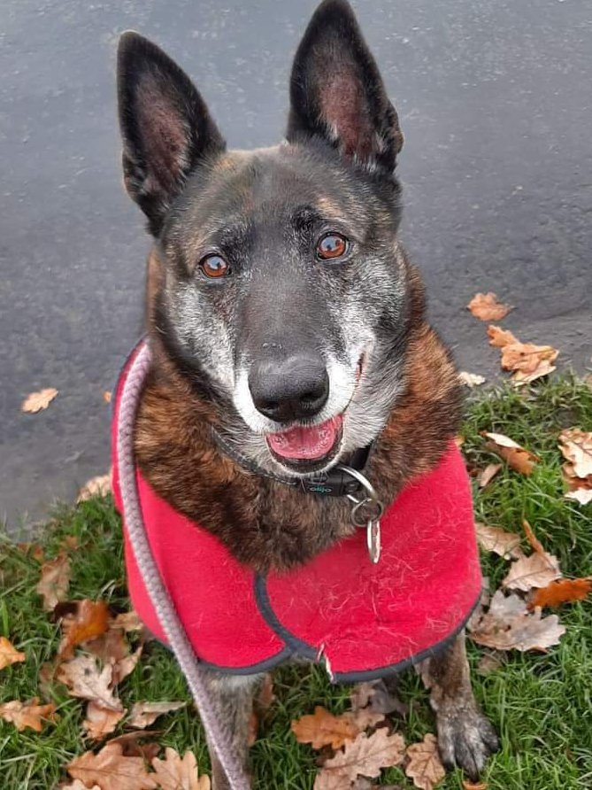 Please retweet to help Tilly find a home #CHESHIRE #UK   Available to adopt, registered, British Charity✅
She has been in the kennels for 5+ years 🐶💔
Tilly needs to be the only pet but can live with older children. She really deserves a second chance, please share✅
Details or