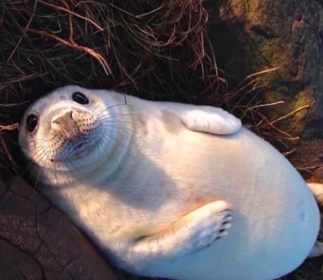 ShellberTech_'s tweet image. Rub my bellayyy...

◇ Shellber Tech!