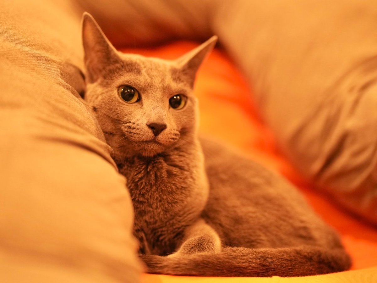uedakana's tweet photo. ひといき🐈 https://t.co/3JNaNO0TMo