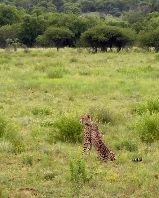 Johan A. Stenberg tweet media