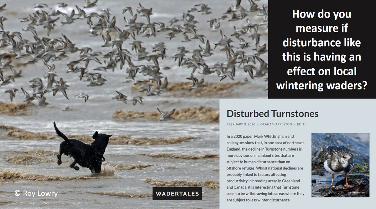 Disturbance of flocks of waders is perceived to be a conservation issue but there are few examples of population level consequences. 
Turnstone research by Mark Whittingham et al turned into a WaderTales blog on 3 Feb 2020 🎂5️⃣ 
wadertales.wordpress.com/2020/02/03/dis…
#ornithology #waders