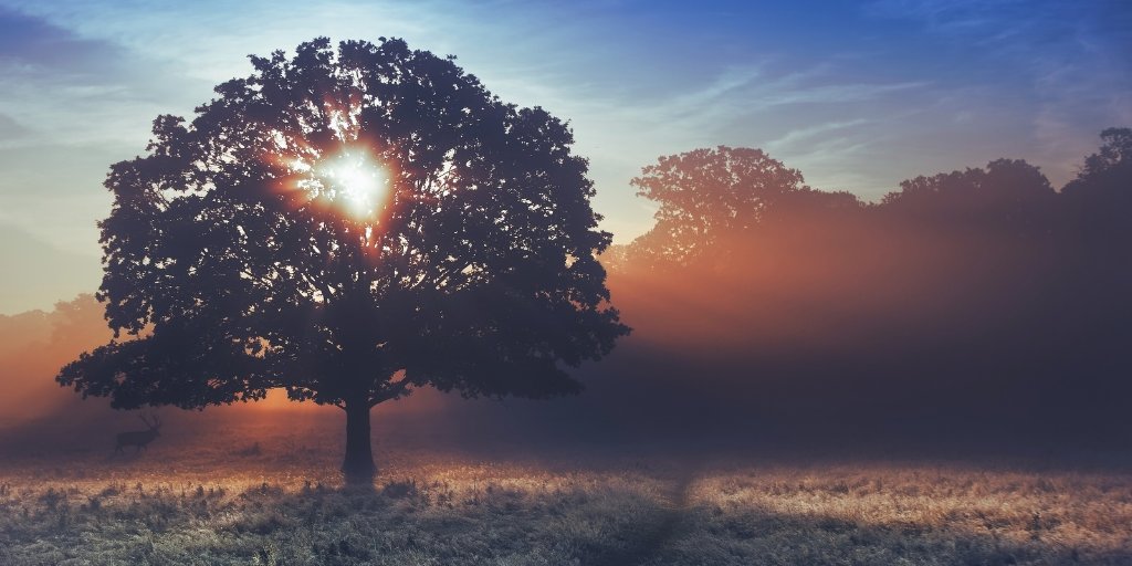 Lykos_psychi's tweet photo. Guten Morgen, liebe Seelen ✨
Heute, am ersten Licht des Montags, tanzt die Sonne in ihrem goldenen Gewand und kündigt den Beginn einer neuen, magischen Woche an. Während mein Kessel leise vor sich hin brodelt und die Kräuter ihren betörenden Duft verströmen, rufe ich die alten Energien herbei – bereit, jeden Moment mit Zauber zu erfüllen. Möge dieser Tag voller Wunder und mystischer Begegnungen sein!

#MontagsMagie #HexenMorgen #Sonnenzauber #NeueWoche #MystischeEnergie #WitchyVibes