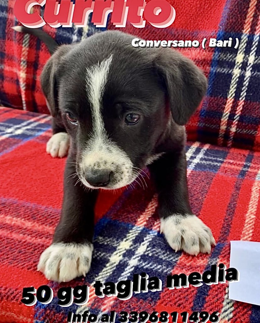 pattyfra1's tweet photo. AGNESE HAPPYDOG per Rifugio Comunale San Francesco- Conversano BA
Puglia
🙏🆘IL PICCOLO CURRITO CERCA CASA. É TENERISSIMO🆘🙏
INFO e CONTATTI nel box scritto ⤵️
#currito #SosCuccioli https://t.co/rliiXMXXSi