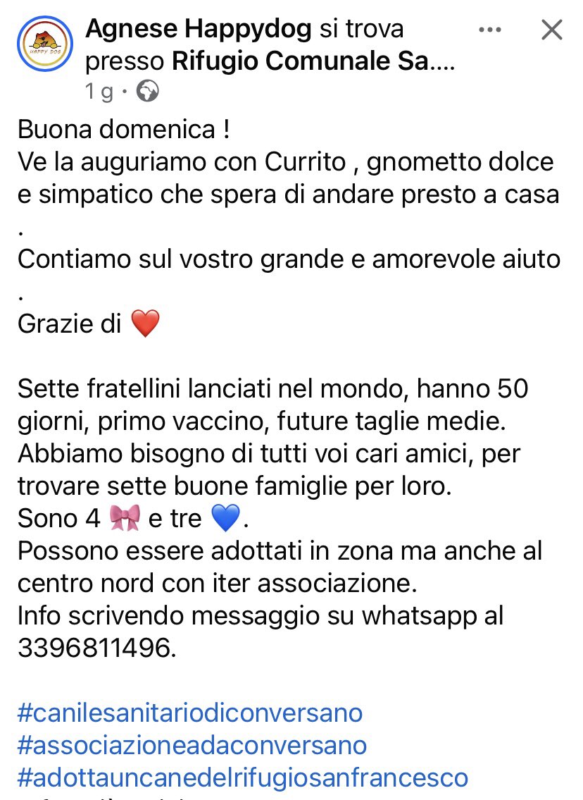 pattyfra1's tweet photo. AGNESE HAPPYDOG per Rifugio Comunale San Francesco- Conversano BA
Puglia
🙏🆘IL PICCOLO CURRITO CERCA CASA. É TENERISSIMO🆘🙏
INFO e CONTATTI nel box scritto ⤵️
#currito #SosCuccioli https://t.co/rliiXMXXSi