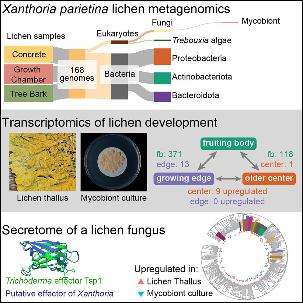 Ioana Onut Brännström (@ioanabrannstrom) on Twitter photo From 1 fungus + 1 algae ....to >150 organisms living in #lichens!
Congratulations <a href="/metalichen/">Gulnara Tagirdzhanova</a> et al. Thank you for including me in this study!
cell.com/current-biolog… From 1 fungus + 1 algae ....to >150 organisms living in #lichens!
Congratulations <a href="/metalichen/">Gulnara Tagirdzhanova</a> et al. Thank you for including me in this study!
cell.com/current-biolog…