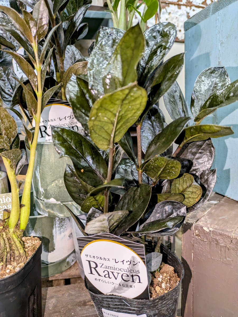 ガーデンセンター瑞穂店 】 乾燥に強く育てやすい個性的な('ω')植物の ガーデンセンター瑞穂店 】 乾燥に強く育てやすい個性的な('ω')植物の