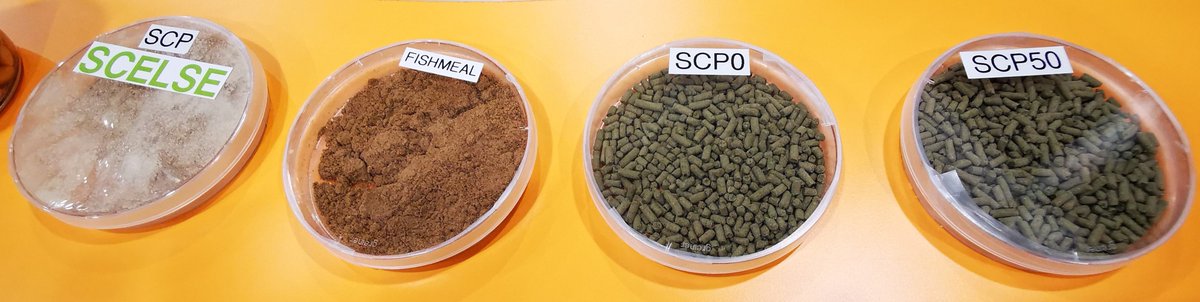 SCELSE_SG's tweet image. Congrats Dr Ezequiel Santillan & team! Featured in PNAS for his work at #SCELSE, transforming industrial wastewater into sustainable aquaculture feed! A game-changer for the circular bioeconomy. Read more: pnas.org/doi/epub/10.10…… #PNAS #Sustainability
