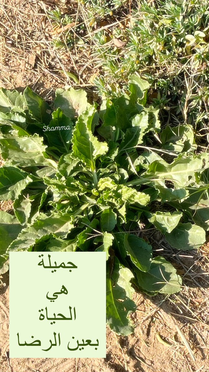 g_reenpen's tweet photo. #رحمك_الله_ياأمي🌹 https://t.co/9ZJaPW3yus
