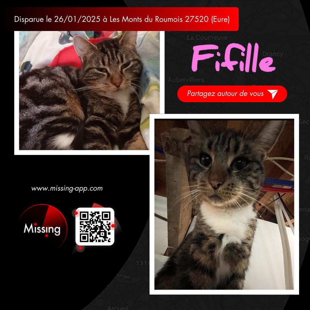 Missing_alerte's tweet photo. 🚨 Avis de recherche : Fifille 🐾

🔍 Race : Chat de gouttière, femelle, 3 ans
📅 Disparue : 26/01/2025
📍 Lieu : Les Monts du Roumois 27520 (Eure)
🥼 Pucée

🔍 Pelage tigré brun et noir - poitrail et bout des pattes blancs - museau blanc - yeux verts 

🔗 https://t.co/hbkDP6P2dJ https://t.co/z5hhXTA5lK
