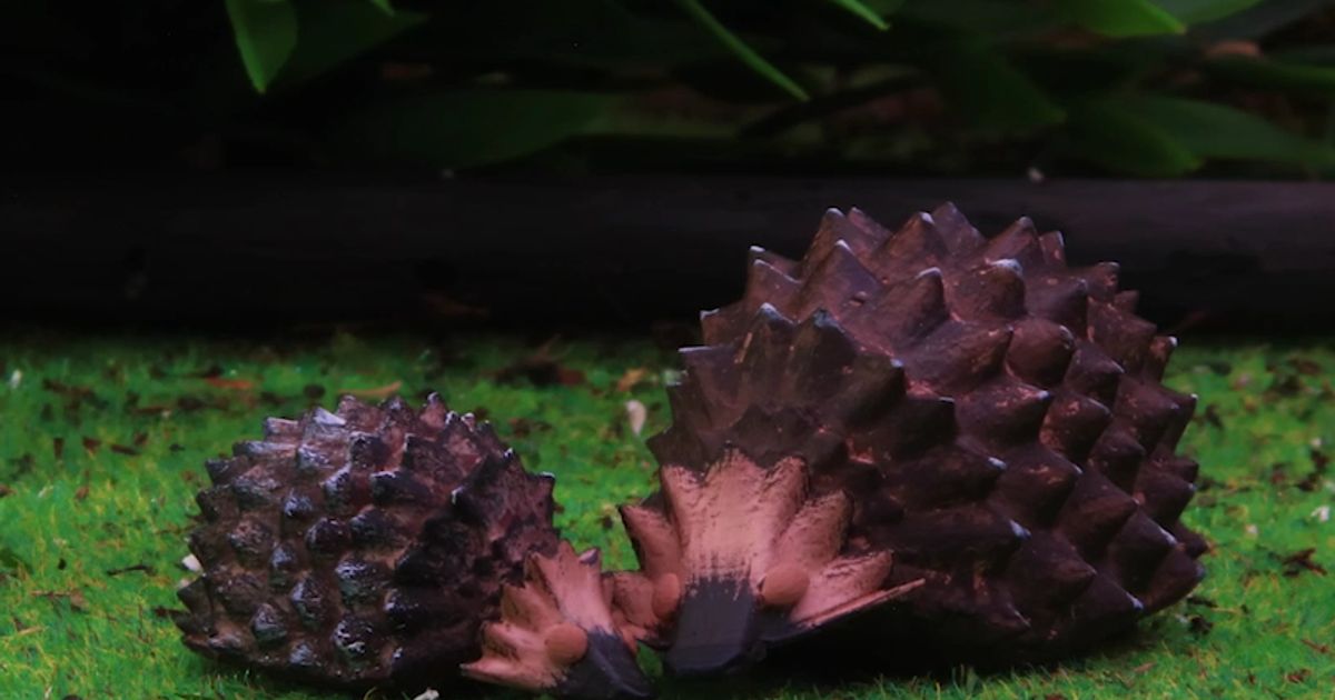 Hedgehog Society tweet media