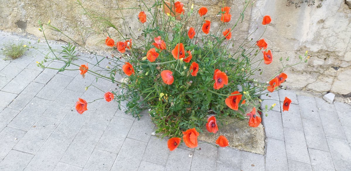 L’amore  è come i fiori di campo; si trova spesso nei posti più improbabili.      

🖊️Ralph Waldo Emerson
📸by Lisa

#OmniaVincitAmor