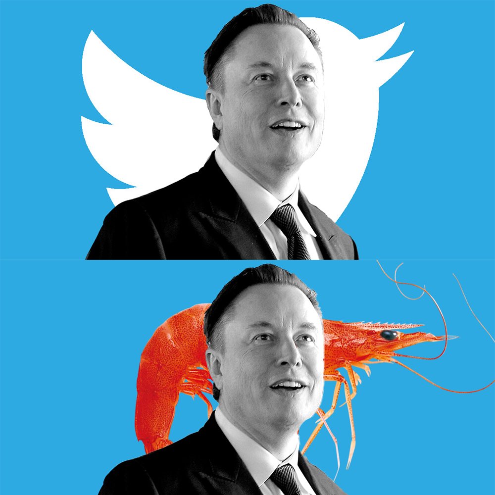 Elon Shrimp tweet media
