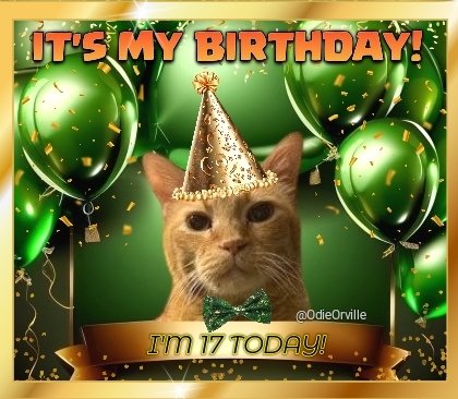 OdieOrville's tweet photo. It's finally OFFICIALLY my birthday, even though I've been celebrating all weekend. 😹🎂🎉 I'm 17 today! https://t.co/dm9iBbKNJf