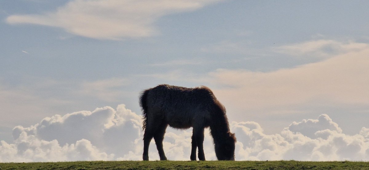 A tiny horse, feeding in the clouds.
