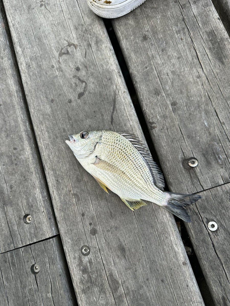 ausharakiri's tweet photo. Woody point🇦🇺

ブリスベンシティから、車で40分くらいのところにある魚釣りポイント🎣

謎の魚ゲット！
小さくて規定のサイズに達してなかったので、海にサヨナラしました👋

写真は、友達が釣ったやつ🇮🇹🇮🇹🇧🇷🇰🇷🇵🇭

僕は海の平和のため！あえての、、
０匹という結果でした🐨 https://t.co/liDVZO0REA