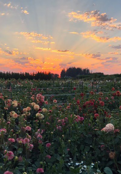 حنان tweet media