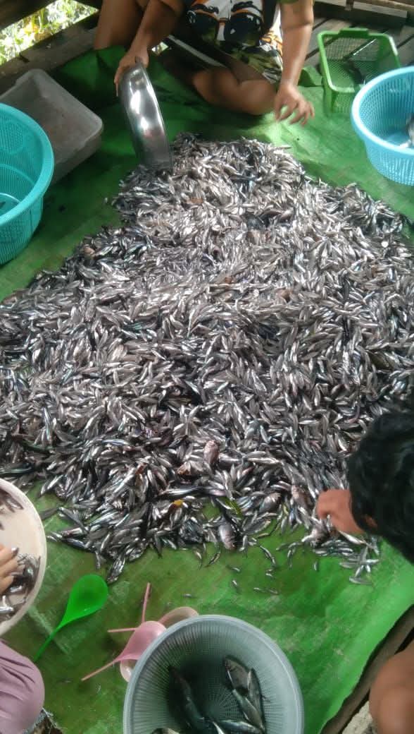 Tommy_Tomod's tweet photo. Senin(20/1/2025), Yan Tommy Hansarikta Luhkan Kapuas hulu, KUB Ngacars Mau Kec.kalis dengan Hasil tangkapanSebanyak 38 kg Ikan seluang segar dan dijual Seharga Rp.22.000/kg

#luhlapor https://t.co/wYiaFtDY7i