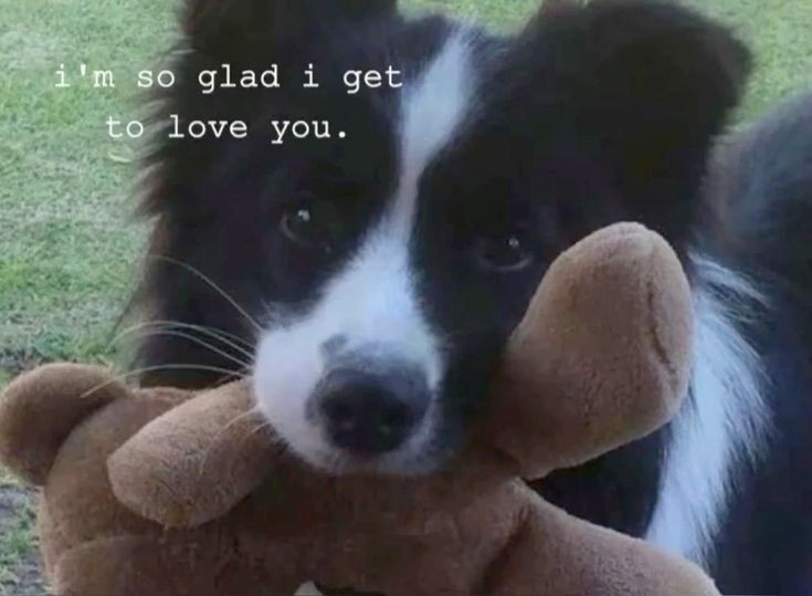 caninepoetry_'s tweet photo. https://t.co/4ayL4gUN9I